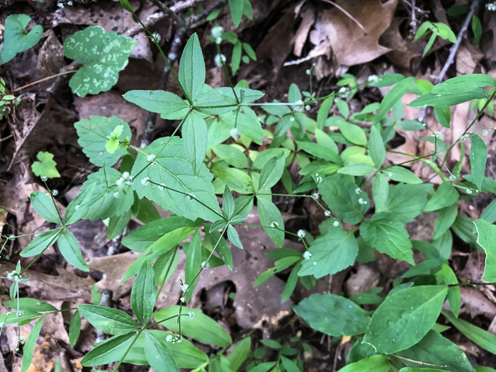 image of Galium circaezans, Forest Bedstraw, Licorice Bedstraw