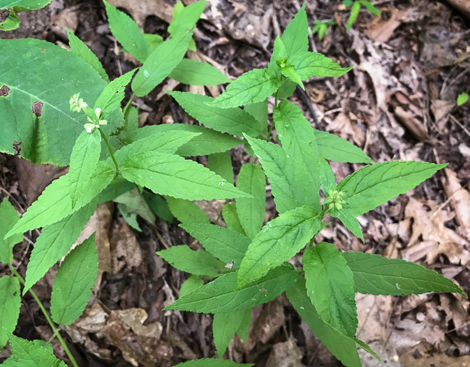 image of Stachys latidens, Broadtooth Hedgenettle