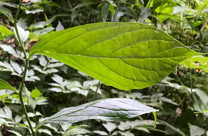 image of Cubelium concolor, Eastern Green-violet