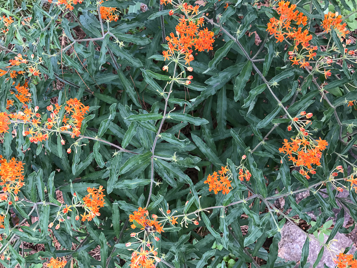 image of Asclepias tuberosa var. tuberosa, Butterfly Milkweed, Eastern Butterflyweed, Pleurisy Root, Wind Root