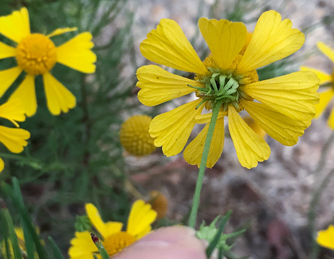 Helenium amarum, Bitterweed, Yellow Sneezeweed, Bitter Sneezeweed