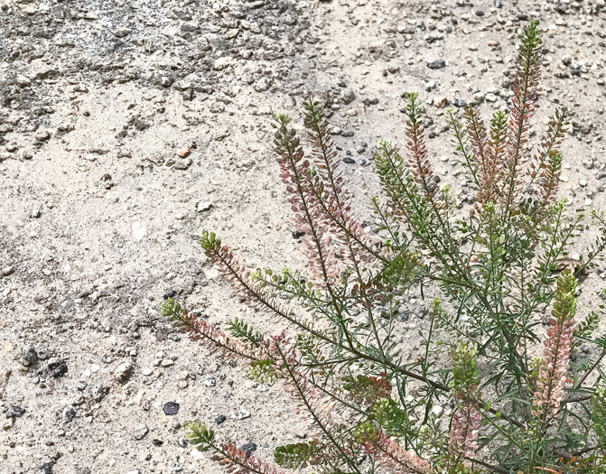 image of Lepidium virginicum var. virginicum, Poor Man's Pepper, Peppergrass