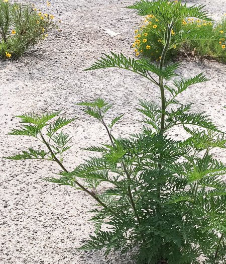 image of Ambrosia artemisiifolia, Annual Ragweed, Common Ragweed, Hogweed