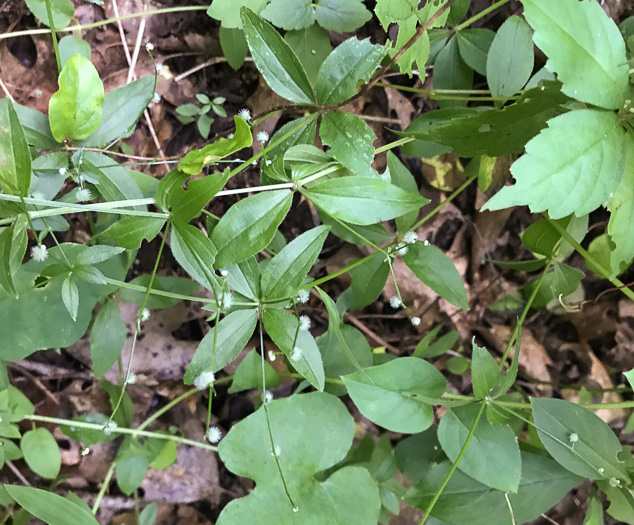 image of Galium circaezans, Forest Bedstraw, Licorice Bedstraw