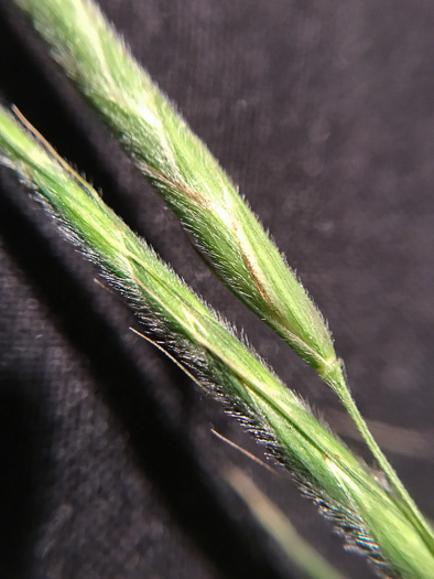 image of Bromus pubescens, Hairy Woodland Brome, Common Eastern Brome, Canada Brome