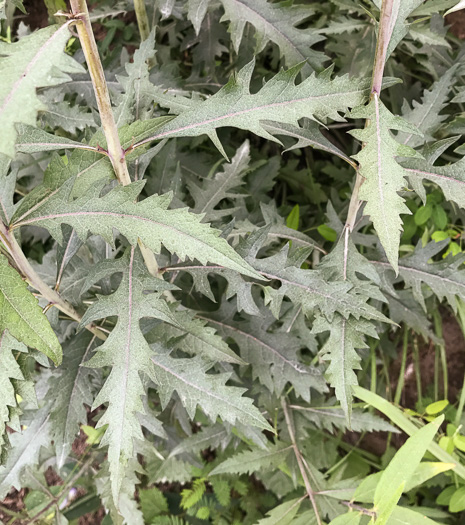 image of Aureolaria flava, Smooth False Foxglove, Smooth Oak-leach, Smooth Yellow False Foxglove