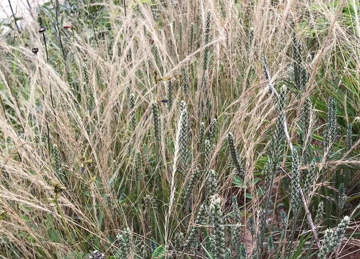 image of Festuca myuros, Rat-tail Fescue