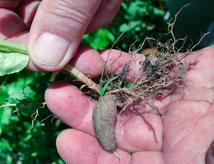 image of Rhexia virginica, Virginia Meadowbeauty, Wingstem Meadowbeauty, Deergrass