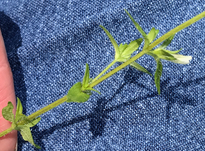 image of Sophronanthe pilosa, Shaggy Hedge-hyssop, Pilose Hedge-hyssop