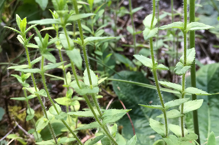 image of Sophronanthe pilosa, Shaggy Hedge-hyssop, Pilose Hedge-hyssop