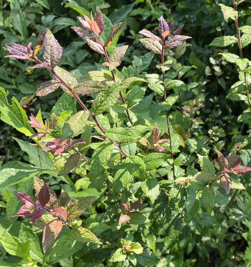 image of Solidago rugosa var. celtidifolia, Hackberry-leaf Goldenrod