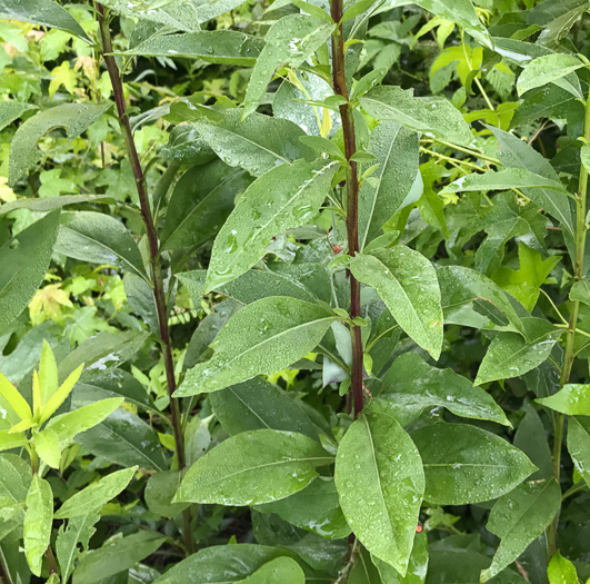 image of Solidago speciosa, Showy Goldenrod, Noble Goldenrod