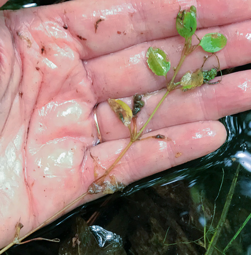 Potamogeton diversifolius, Common Snailseed Pondweed, Waterthread Pondweed