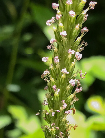 Plantago rugelii, American Plantain, Broad-leaved Plantain, Blackseed Plantain, Rugel’s Plantain