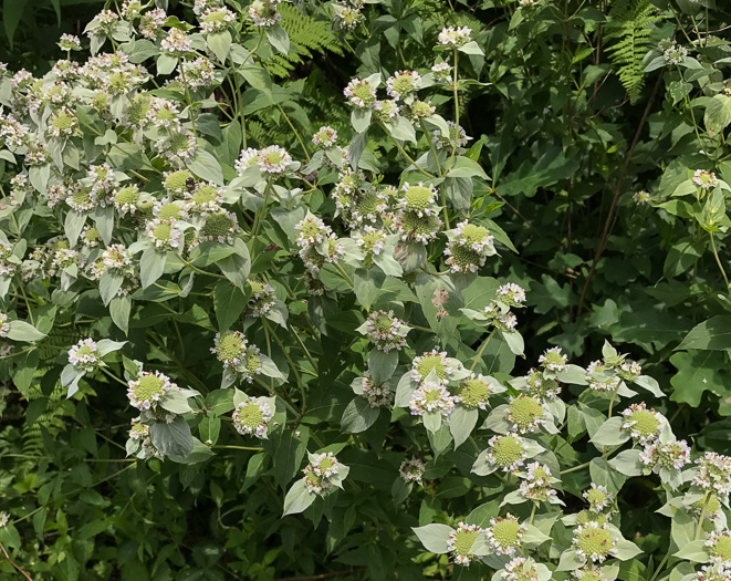 image of Pycnanthemum muticum var. 1, Short-toothed Mountain-mint, Downy Mountain-mint, Clustered Mountain-mint