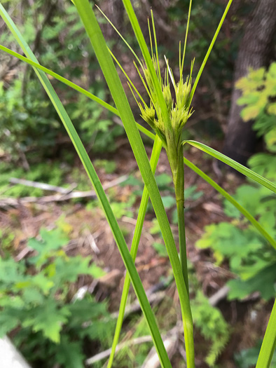 image of Scirpus expansus, Woodland Bulrush