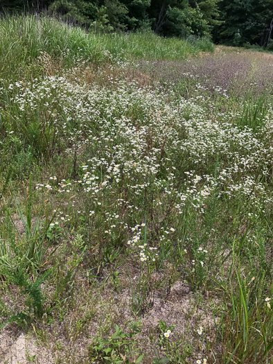 image of Erigeron strigosus var. strigosus, Daisy Fleabane, Common Rough Fleabane, Prairie Fleabane, Slender Daisy Fleabane