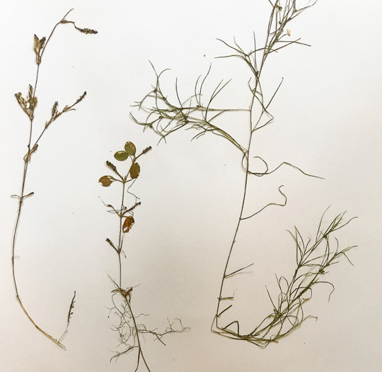 image of Potamogeton diversifolius, Common Snailseed Pondweed, Waterthread Pondweed