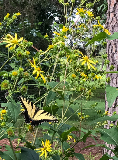 image of Silphium dentatum, Starry Rosinweed