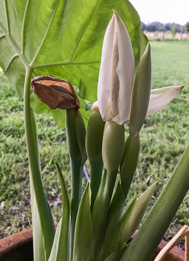 Colocasia gigantea, Giant Elephant's-ear, Indian Taro