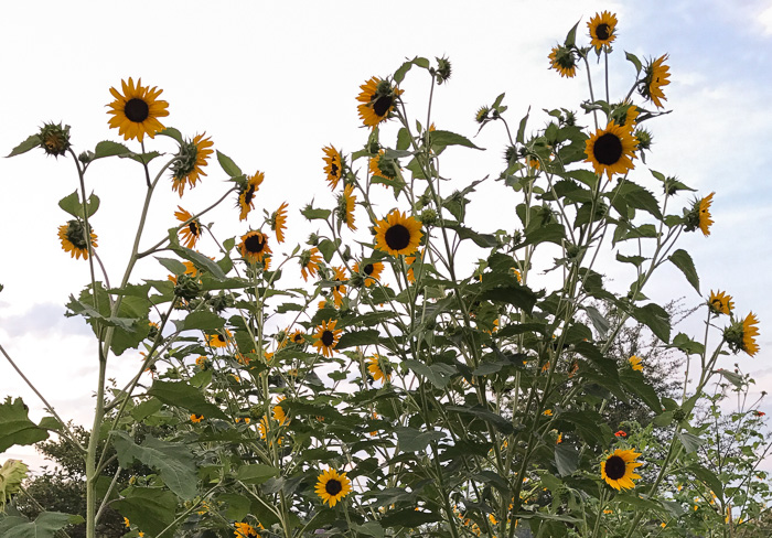 image of Helianthus annuus, Common Sunflower, Mirasol