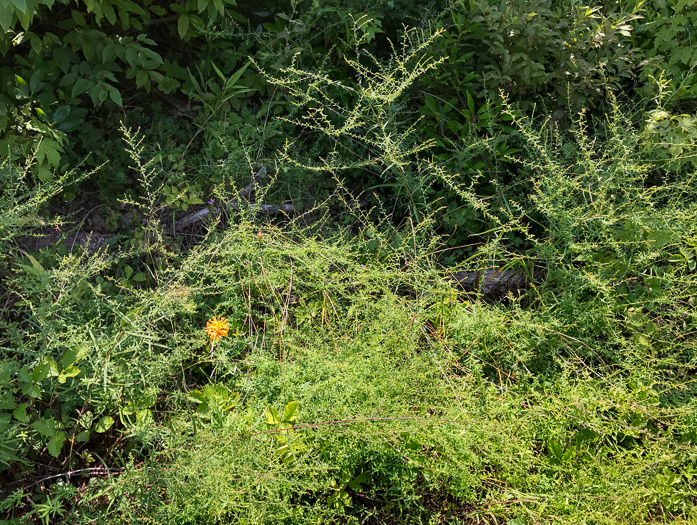 image of Symphyotrichum dumosum var. dumosum, Bushy Aster, Long-stalked Aster, Rice Button Aster