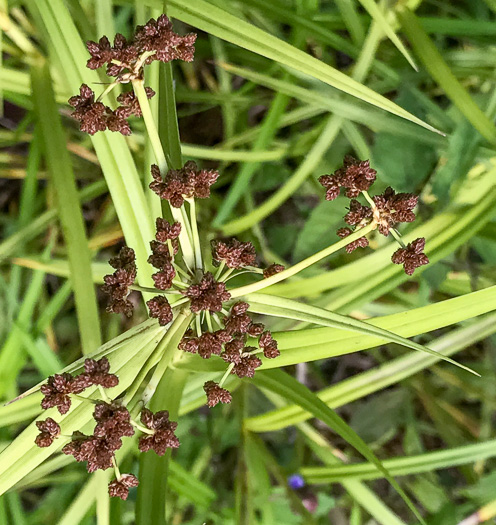 image of Scirpus polyphyllus, Leafy Bulrush