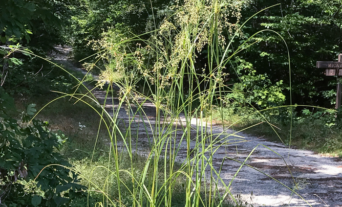 image of Scirpus expansus, Woodland Bulrush