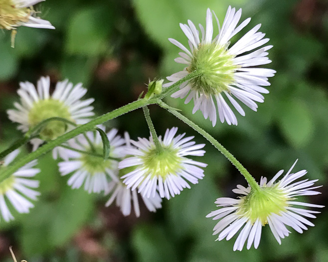 image of Erigeron annuus, Annual Fleabane