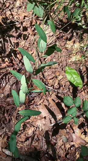 image of Euphorbia pubentissima, False Flowering Spurge, Southeastern Flowering Spurge, Southern Flowering Spurge