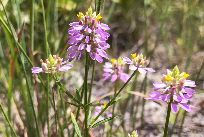 image of Polygala curtissii, Curtiss's Milkwort, Appalachian Milkwort