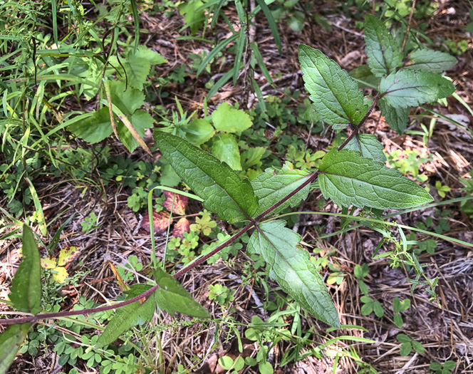 image of Eupatorium pilosum, Rough Boneset, Ragged Eupatorium