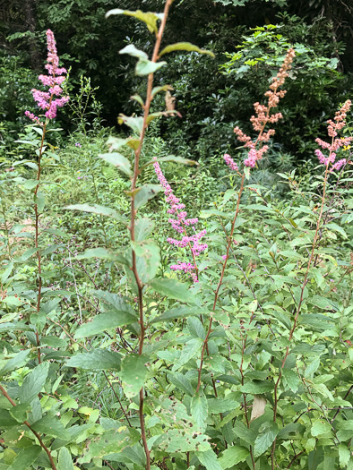 image of Spiraea tomentosa, Hardhack, Steeplebush, Rosy Meadowsweet