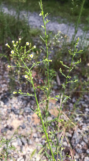 image of Erigeron pusillus, Southern Horseweed