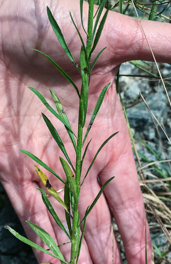 image of Erigeron pusillus, Southern Horseweed