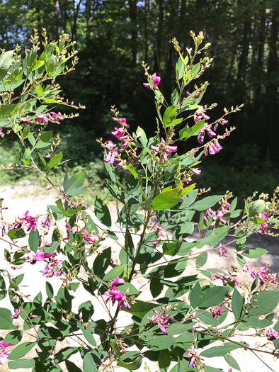 image of Lespedeza bicolor, Bicolor Lespedeza, Bicolor, Shrubby Lespedeza