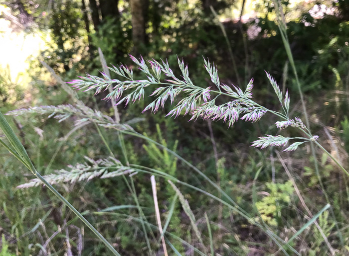 image of Greeneochloa coarctata, Nuttall's Reedgrass