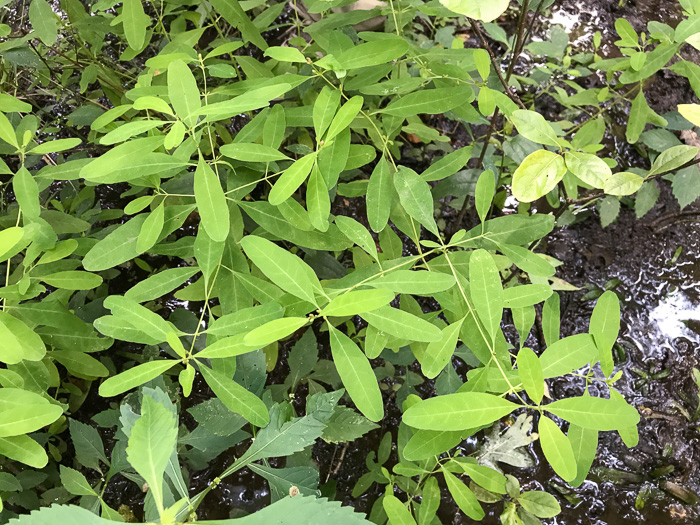 image of Triadenum walteri, Walter’s Marsh St. Johnswort, Greater Marsh St. Johnswort