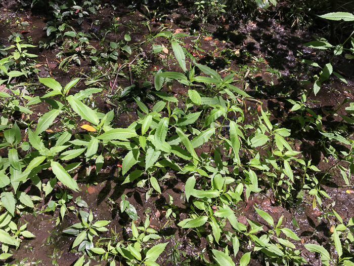 image of Bidens connata, Purplestem Beggarticks