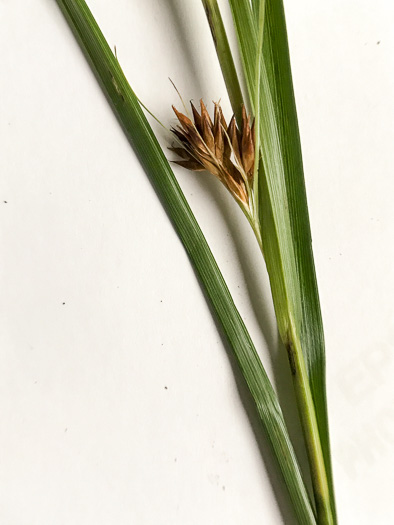 image of Rhynchospora glomerata, Clustered Beaksedge