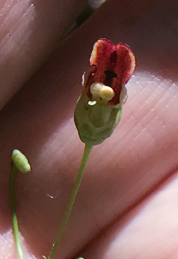 image of Scrophularia marilandica, Eastern Figwort, Carpenter's Square, Late Figwort