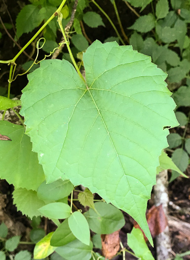 image of Vitis baileyana, Possum Grape