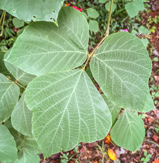 Pueraria montana var. lobata, Kudzu, Foot-a-Day