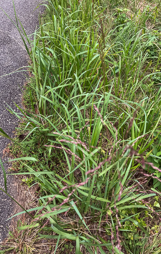 image of Tridens flavus, Purpletop, Purpletop Tridens, Greasy Grass, Tall Redtop