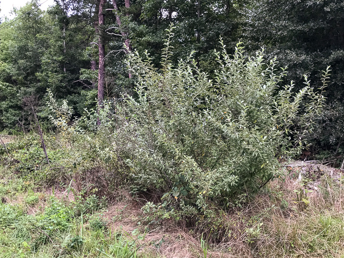 image of Elaeagnus umbellata, Autumn-olive, Spring Silverberry, Oriental Silverleaf