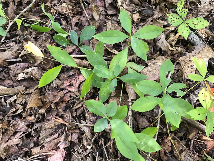 image of Stellaria pubera, Star Chickweed, Giant Chickweed, Great Chickweed, Common Starwort