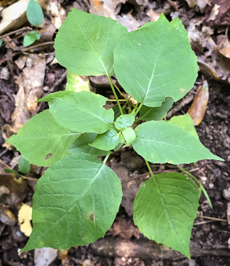 image of Circaea canadensis, Canada Enchanter's Nightshade