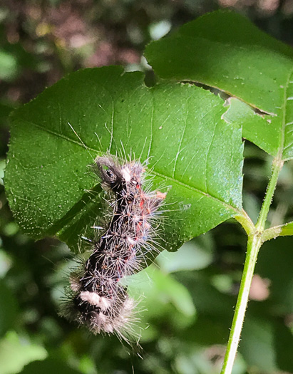 image of Staphylea trifolia, Bladdernut