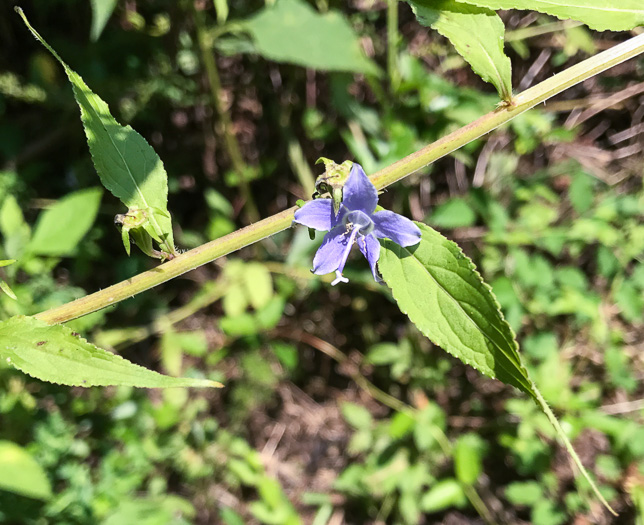 image of Campanulastrum americanum, Tall Bellflower