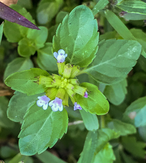 image of Clinopodium gracile, Slender Wild Basil, Slender Calamint